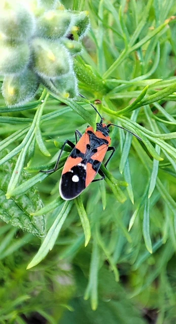 Lygaeus equestris/simulans