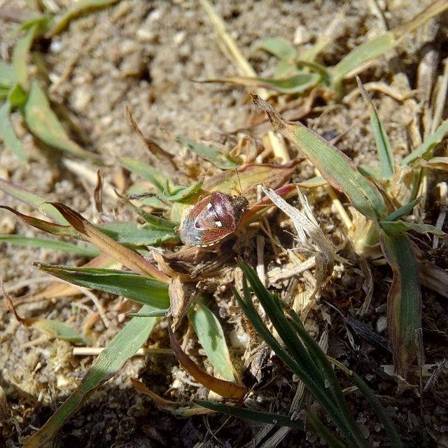 Stagonomus bipunctatus - kétpettyes címerespoloska Stagonomus bipunctatus - kétpettyes címerespoloska