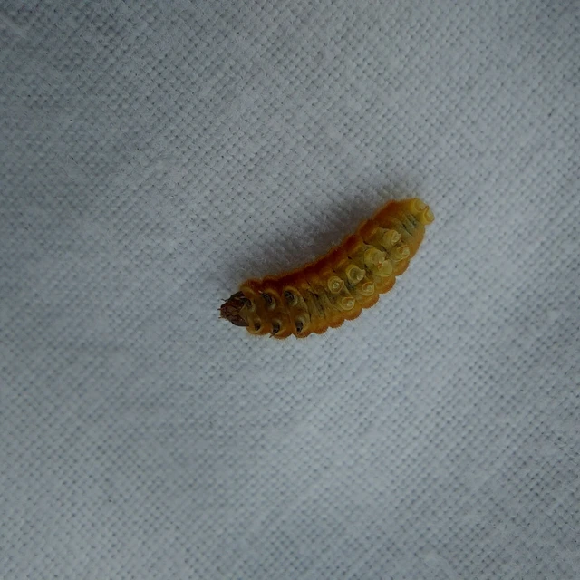 Neozephyrus quercus - tölgyfalepke