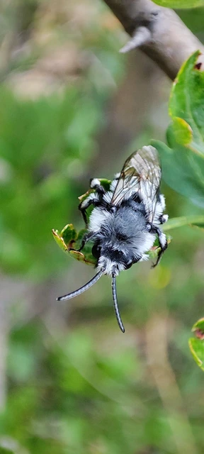 Hymenoptera - Hártyásszárnyúak