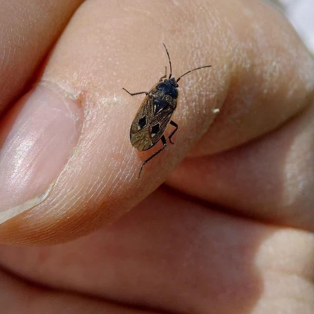 Graptopeltus lynceus - homoki díszesbodobács