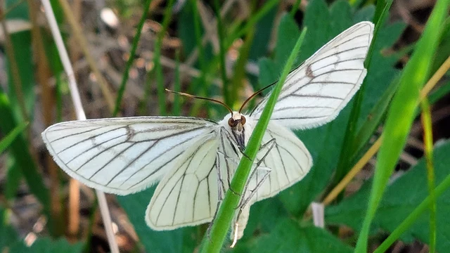 Siona lineata - vonalas fehéraraszoló