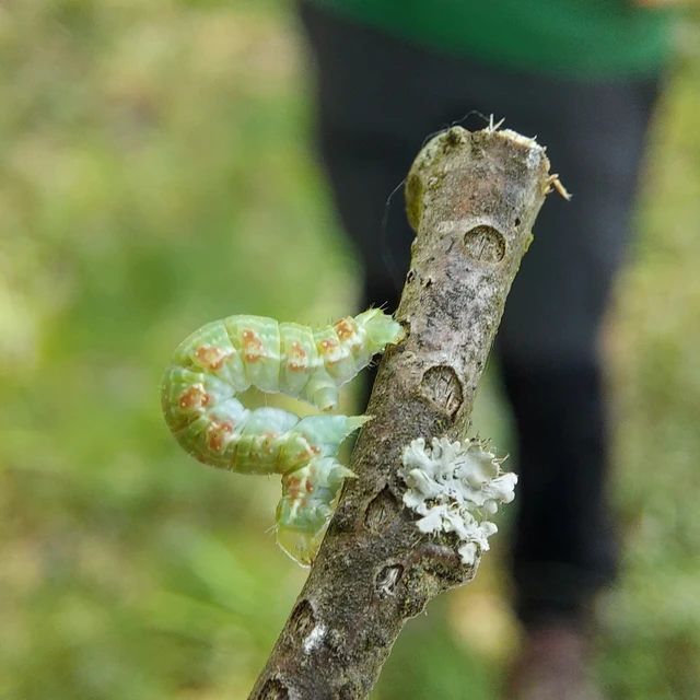 Epirrita christyi/dilutata