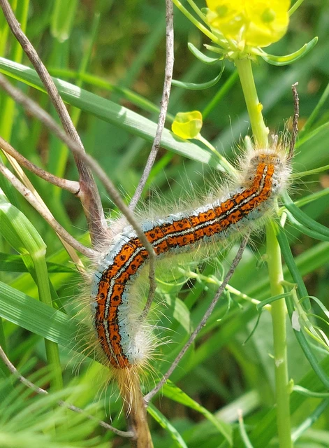 Malacosoma castrensis - kutyatejszövő