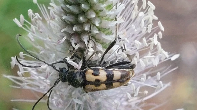Pachytodes erraticus - rajzos virágcincér