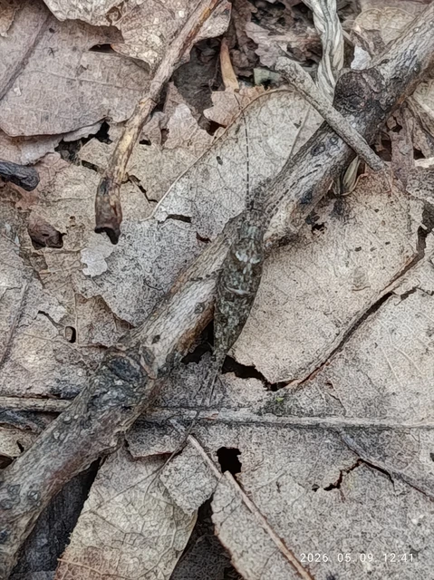 Archaeognatha - Ugróősrovarok
