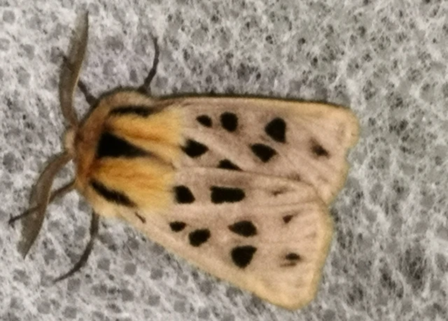 Chelis maculosa - foltos medvelepke
