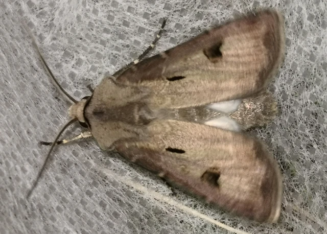 Agrotis exclamationis - felkiáltójeles földibagoly