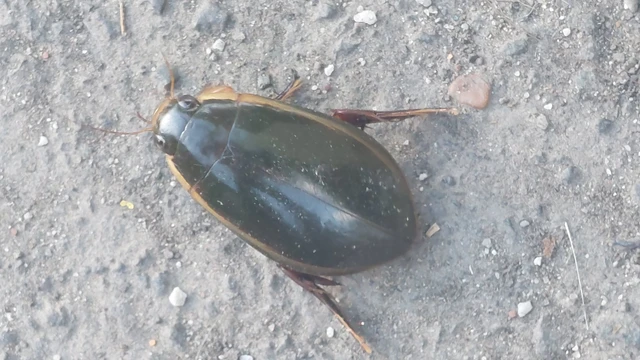 Dytiscidae - csíkbogárfélék