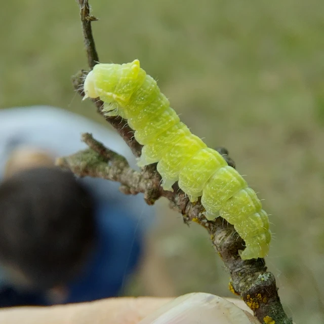 Bena bicolorana - tölgyfa-zöldbagoly