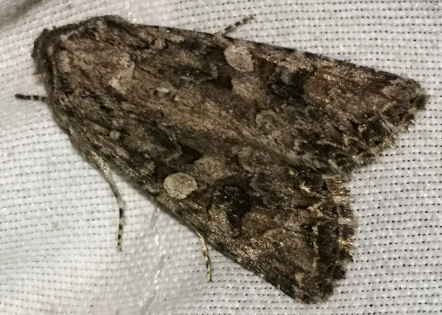 Hadula trifolii - lóherebagoly