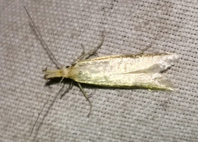 Pleurota