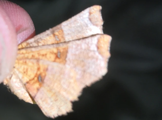 Selenia lunularia - egyfoltos holdasaraszoló