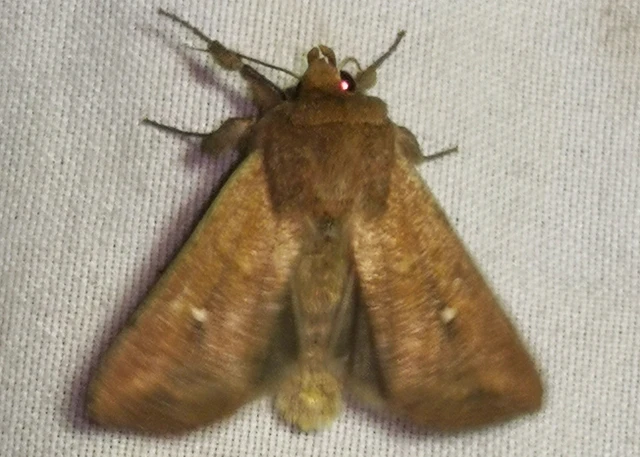 Mythimna albipuncta - fehérpettyes rétibagoly