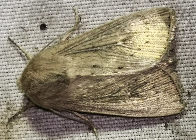 Leucania obsoleta - pontozott rétibagoly