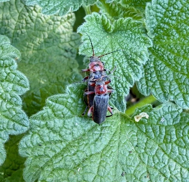Cantharis rustica - suszterbogár