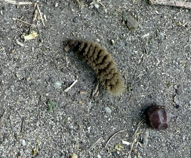 Amata phegea - fehérpettyes álcsüngőlepke