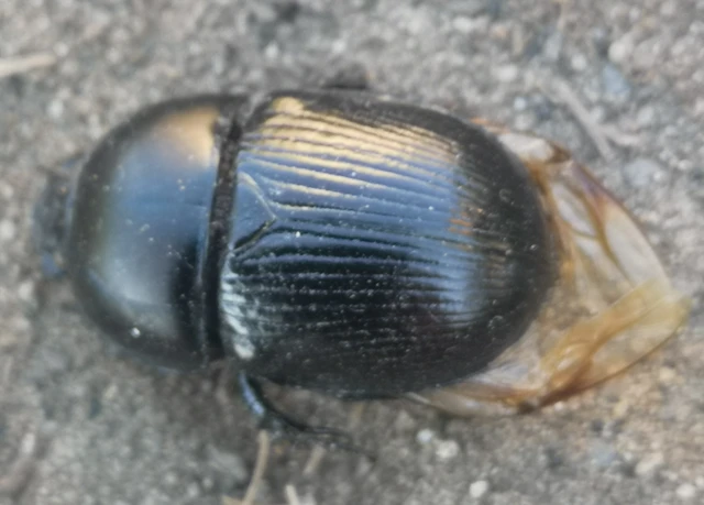 Geotrupes spiniger - közönséges álganéjtúró