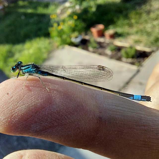 Ischnura elegans pontica - kéköves légivadász