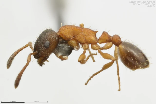 Leptothorax gredleri - fenyveslakó berkihangya