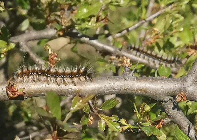 Eriogaster catax - sárga gyapjasszövő