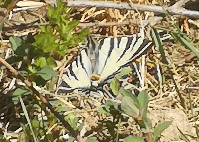 Iphiclides podalirius - kardoslepke