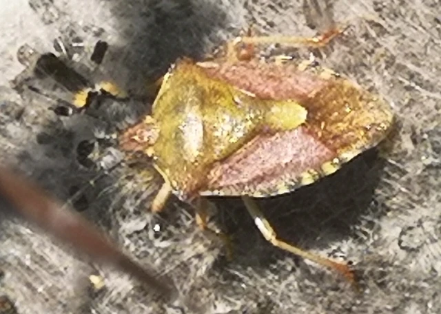 Carpocoris Carpocoris