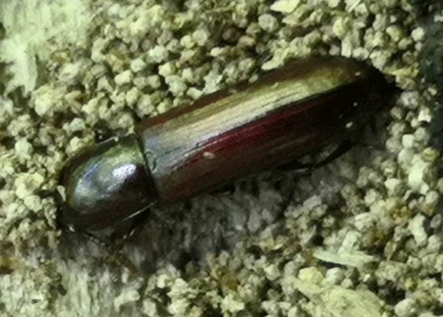 Corticeus unicolor - egyszínű kéregbújó