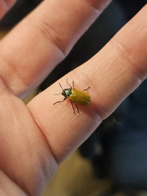 Labidostomis Labidostomis
