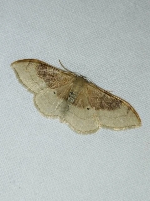 Idaea degeneraria - barnasávos araszoló
