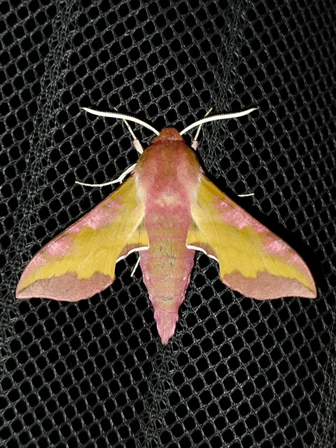 Deilephila porcellus - piros szender