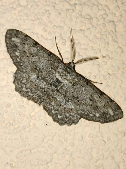 Hypomecis punctinalis - pettyes faaraszoló