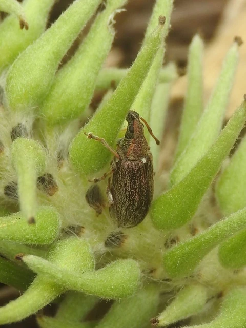 Phyllobius pyri - gyümölcsfa-levélormányos