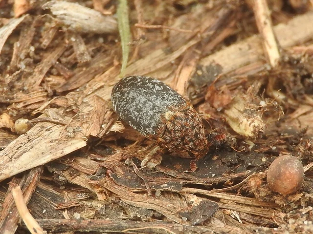 Dermestes undulatus - márványos porva Dermestes undulatus - márványos porva