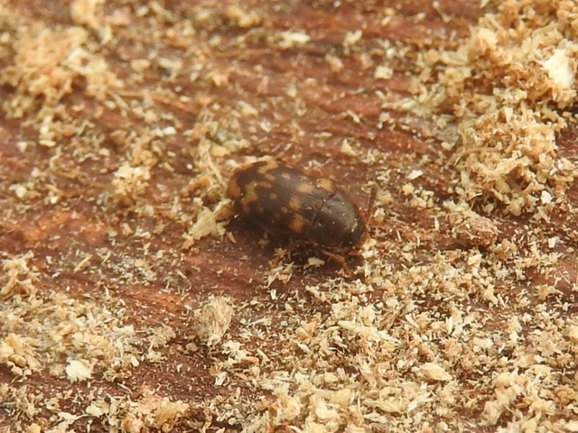 Mycetophagus atomarius - tarka gombabogár