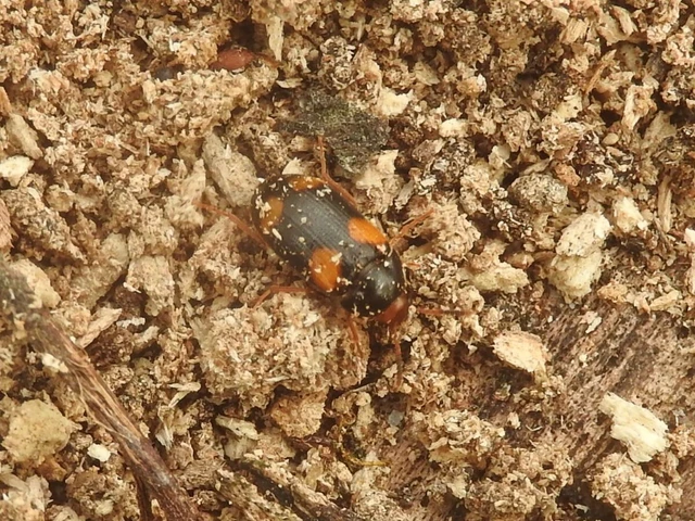 Mycetophagus quadripustulatus - négyfoltos gombabogár
