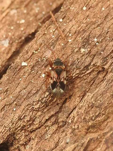 Scolopostethus Scolopostethus