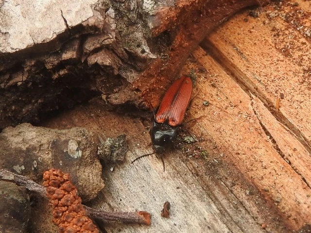 Ampedus