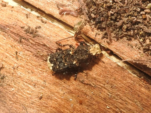 Platyrhinus resinosus - nagy orrosbogár
