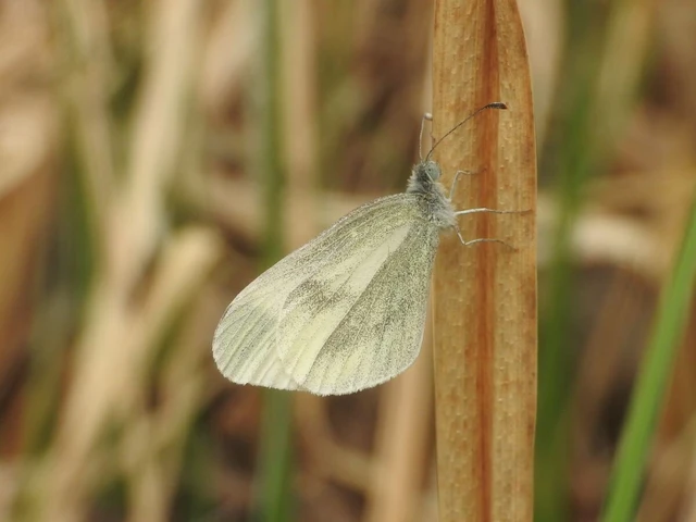 Leptidea sinapis - mustárlepke