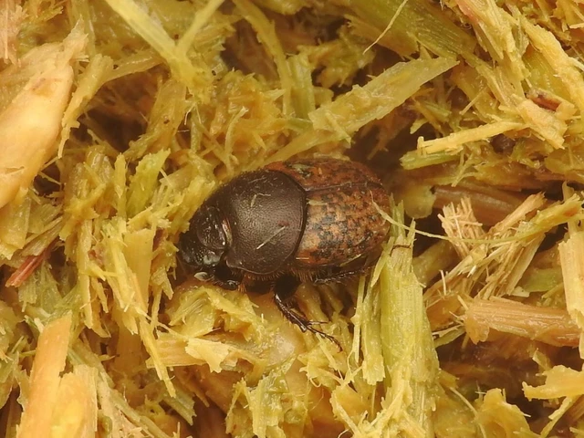 Onthophagus fracticornis - bronzos trágyatúró
