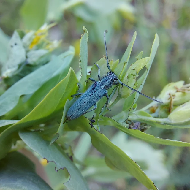 Phytoecia coerulescens - kígyósziszcincér