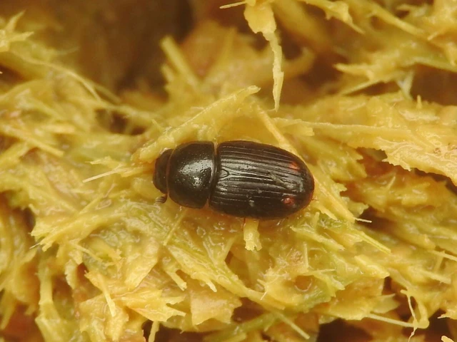 Aphodius paracoenosus - széleslábú trágyabogár
