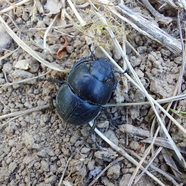 Lethrus apterus - nagyfejű csajkó