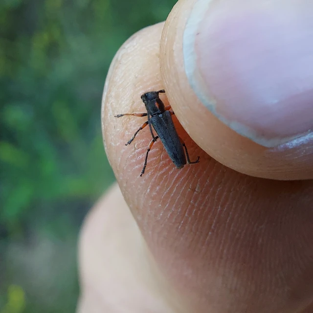 Phytoecia pustulata - parányi fűcincér