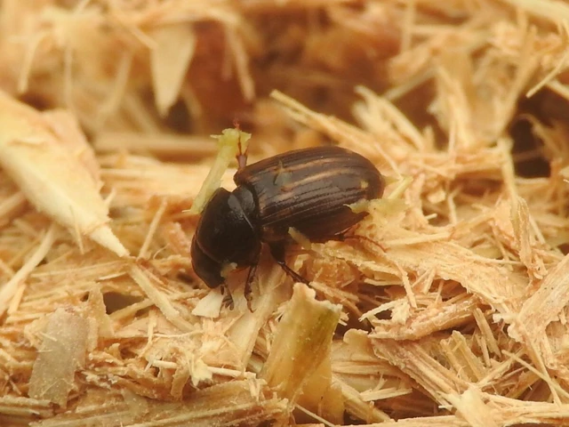 Aphodius punctatosulcatus - pusztai trágyabogár