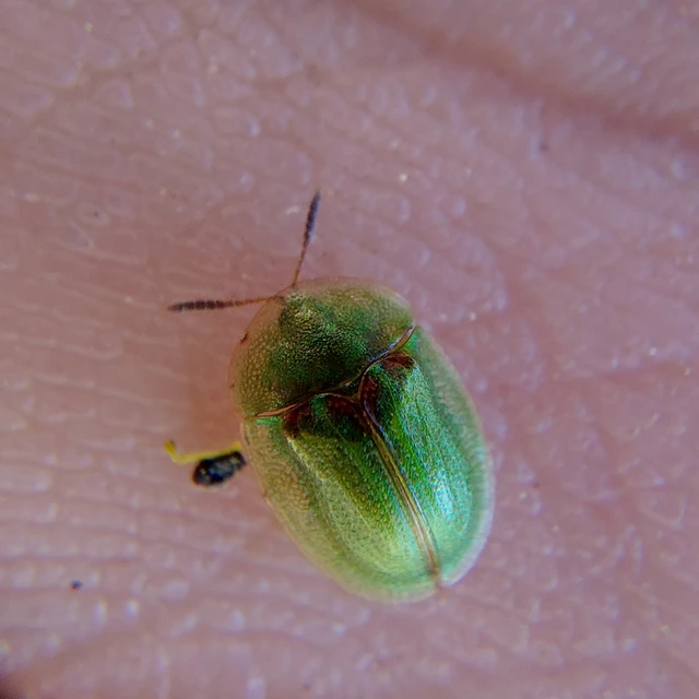 Cassida