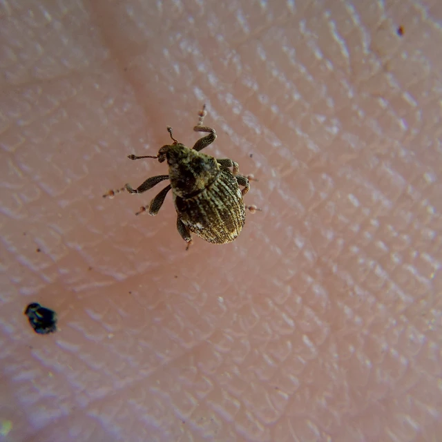 Nedyus quadrimaculatus - közönséges csalánormányos