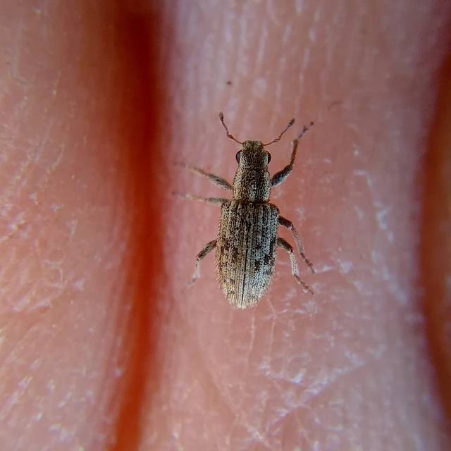 Sitona macularius - borsó-csipkézőbogár