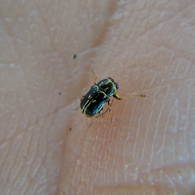 Pachybrachis fimbriolatus - feketevégű tömzsibogár Pachybrachis fimbriolatus - feketevégű tömzsibogár